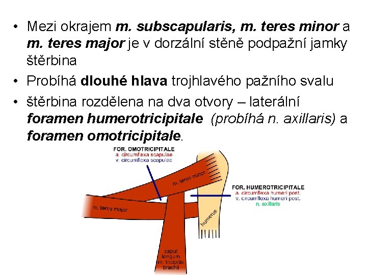  • Mezi okrajem m. subscapularis, m. teres minor a m. teres major je