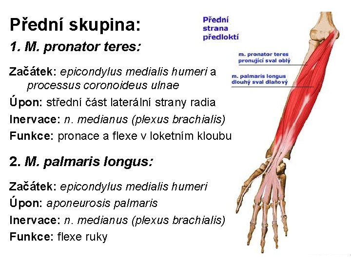 Přední skupina: 1. M. pronator teres: Začátek: epicondylus medialis humeri a processus coronoideus ulnae