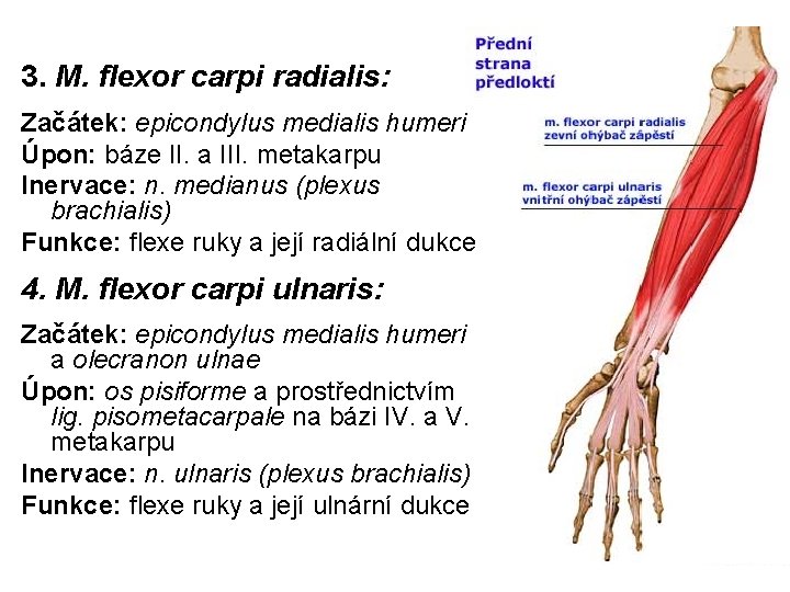 3. M. flexor carpi radialis: Začátek: epicondylus medialis humeri Úpon: báze II. a III.