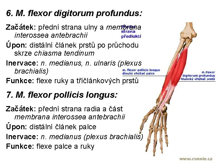 6. M. flexor digitorum profundus: Začátek: přední strana ulny a membrana interossea antebrachii Úpon: