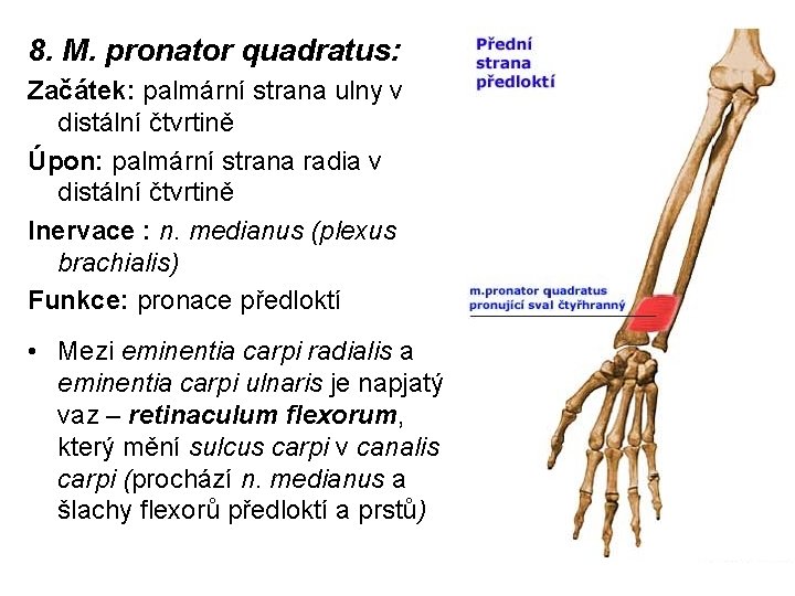 8. M. pronator quadratus: Začátek: palmární strana ulny v distální čtvrtině Úpon: palmární strana