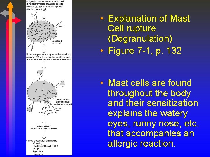  • Explanation of Mast Cell rupture (Degranulation) • Figure 7 -1, p. 132