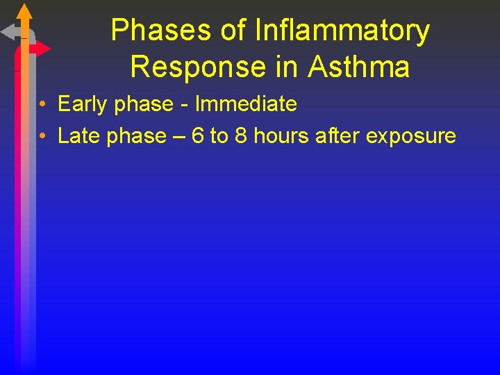 Phases of Inflammatory Response in Asthma • Early phase - Immediate • Late phase