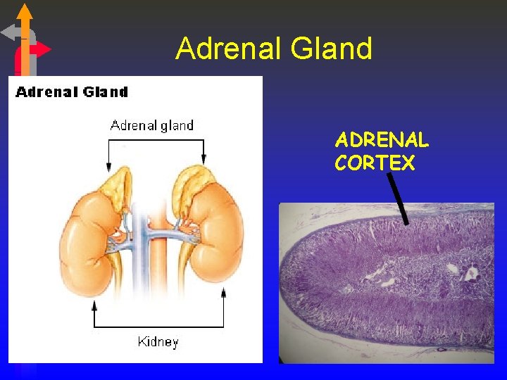 Adrenal Gland ADRENAL CORTEX 