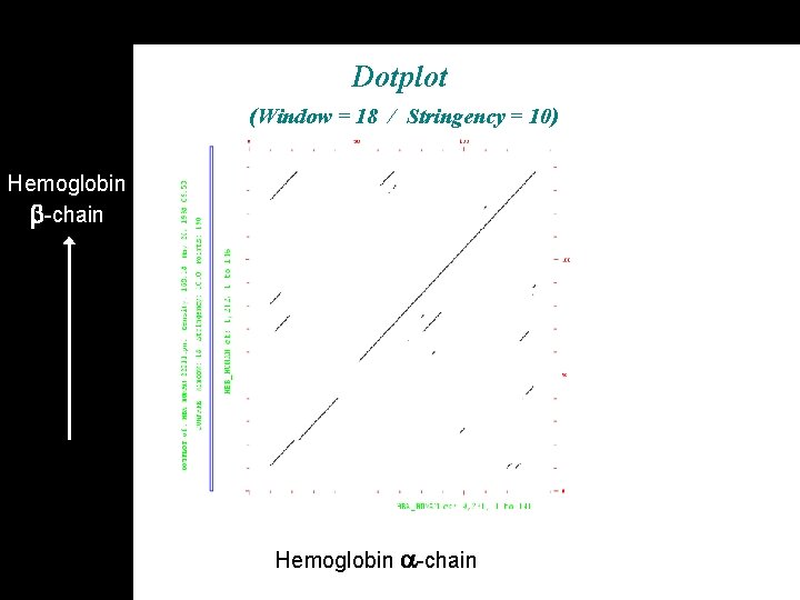 Dotplot (Window = 18 / Stringency = 10) Hemoglobin -chain 