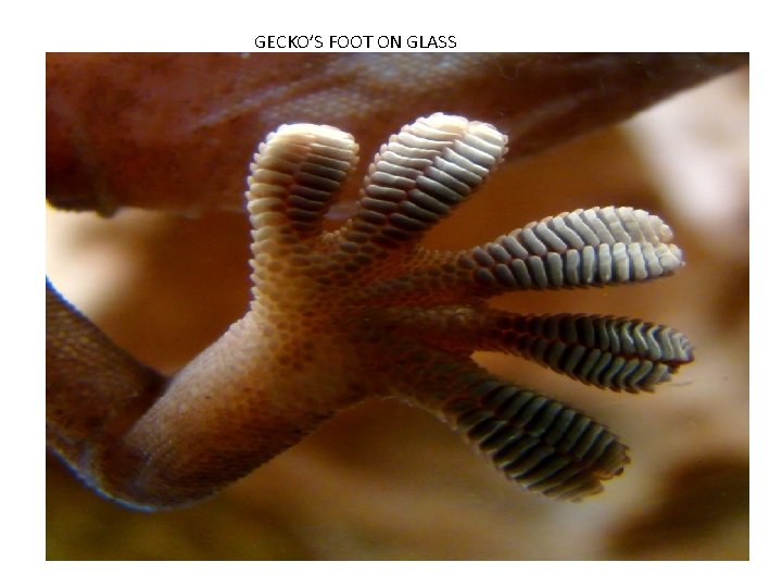 GECKO’S FOOT ON GLASS 