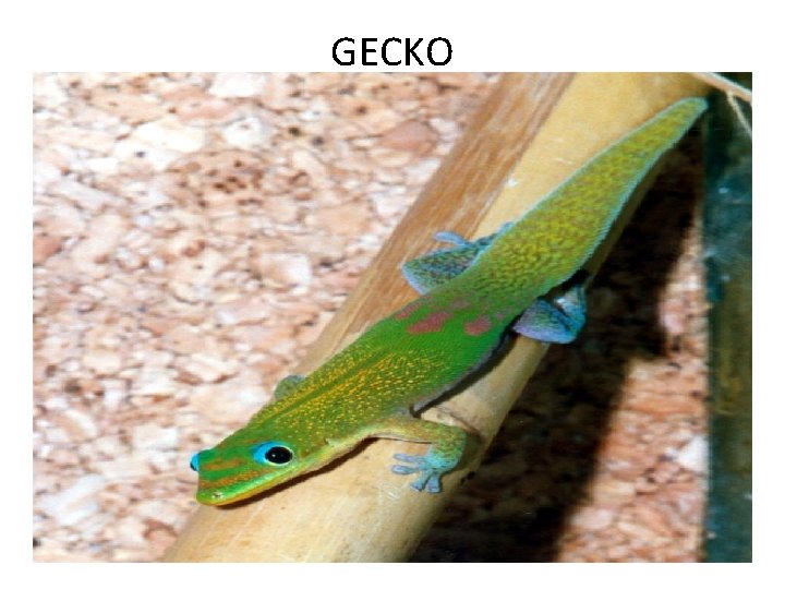 GECKO 