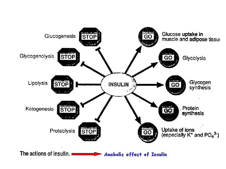 Integration of Metabolism Metabolic effects of Insulin and