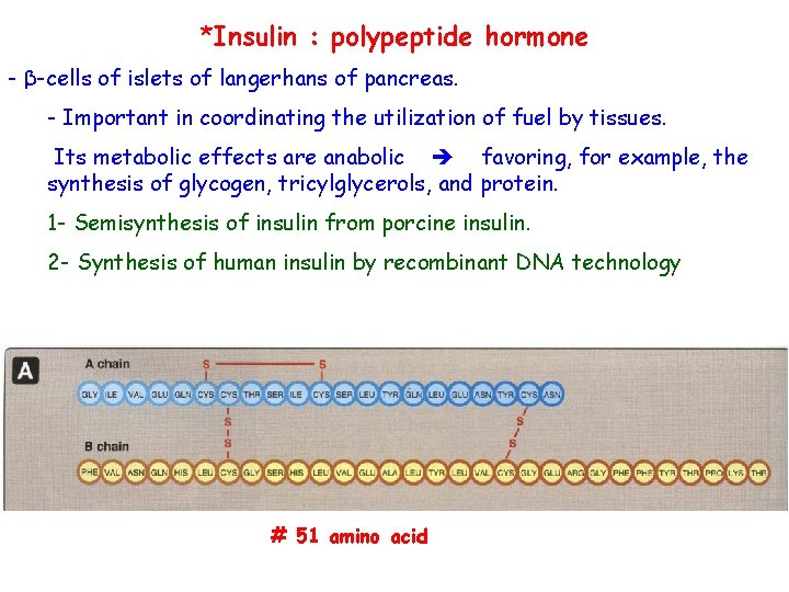 *Insulin : polypeptide hormone - β-cells of islets of langerhans of pancreas. - Important