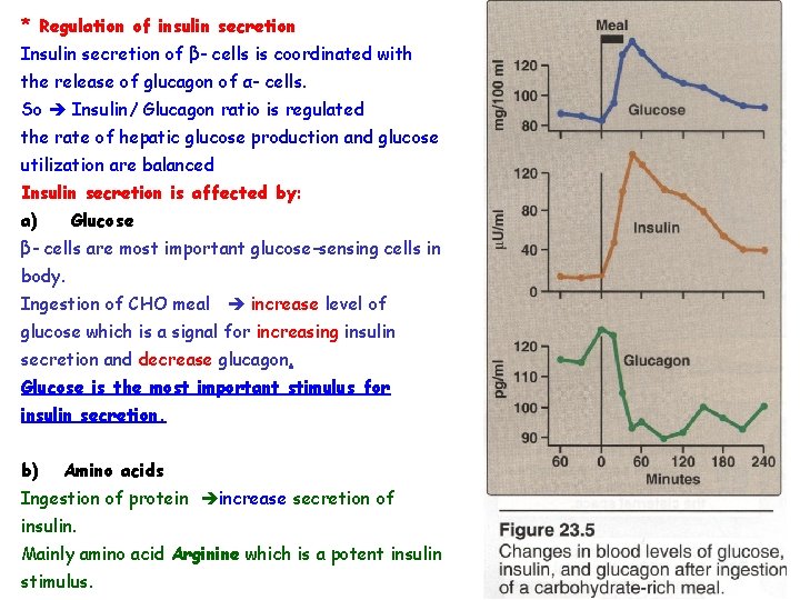 * Regulation of insulin secretion Insulin secretion of β- cells is coordinated with the