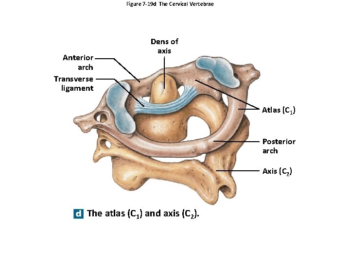 Figure 7 -19 d The Cervical Vertebrae Anterior arch Transverse ligament Dens of axis