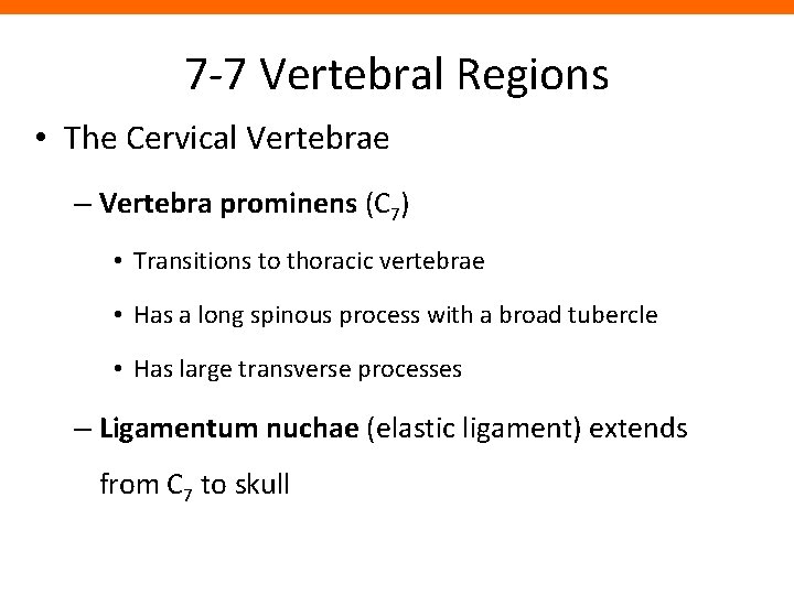 7 -7 Vertebral Regions • The Cervical Vertebrae – Vertebra prominens (C 7) •