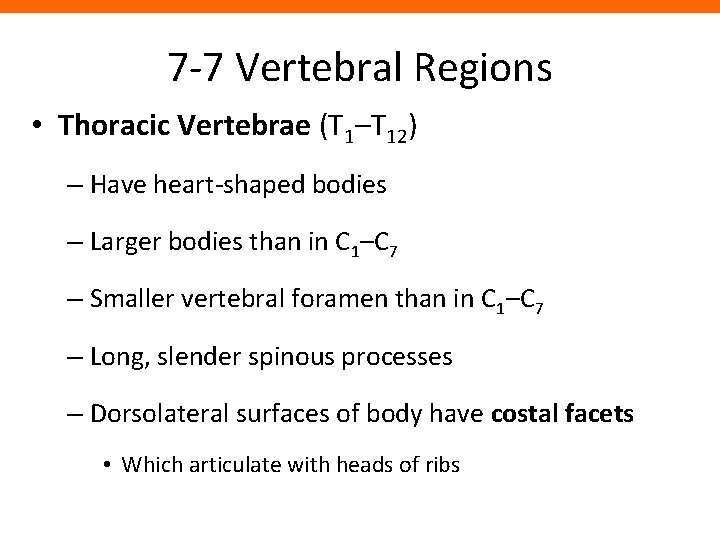 7 -7 Vertebral Regions • Thoracic Vertebrae (T 1–T 12) – Have heart-shaped bodies