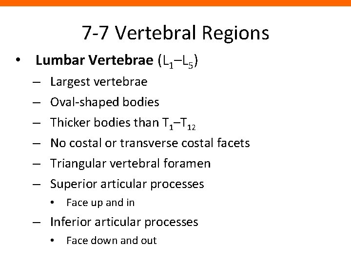 7 -7 Vertebral Regions • Lumbar Vertebrae (L 1–L 5) – – – Largest