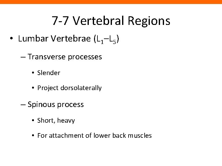 7 -7 Vertebral Regions • Lumbar Vertebrae (L 1–L 5) – Transverse processes •