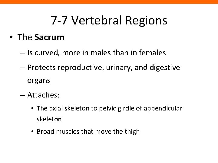 7 -7 Vertebral Regions • The Sacrum – Is curved, more in males than