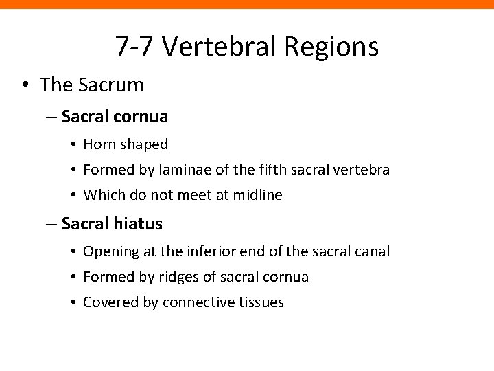 7 -7 Vertebral Regions • The Sacrum – Sacral cornua • Horn shaped •