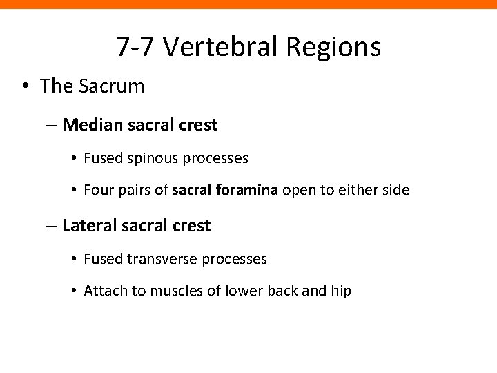 7 -7 Vertebral Regions • The Sacrum – Median sacral crest • Fused spinous