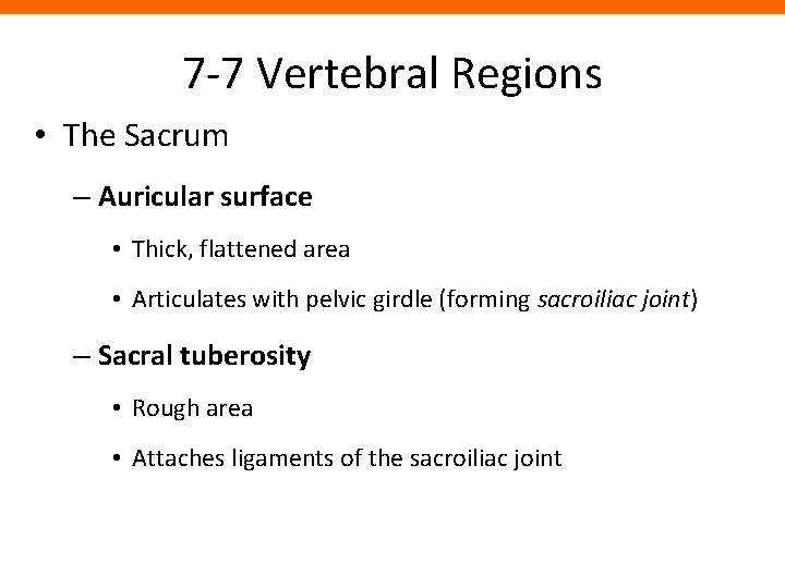 7 -7 Vertebral Regions • The Sacrum – Auricular surface • Thick, flattened area