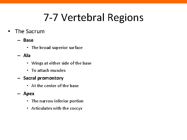 7 -7 Vertebral Regions • The Sacrum – Base • The broad superior surface