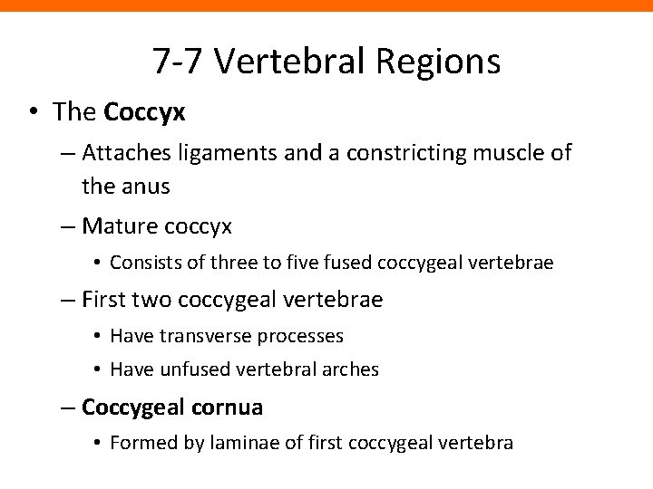 7 -7 Vertebral Regions • The Coccyx – Attaches ligaments and a constricting muscle