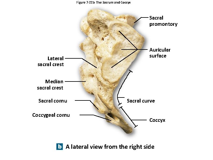 Figure 7 -22 b The Sacrum and Coccyx Sacral promontory Auricular surface Lateral sacral