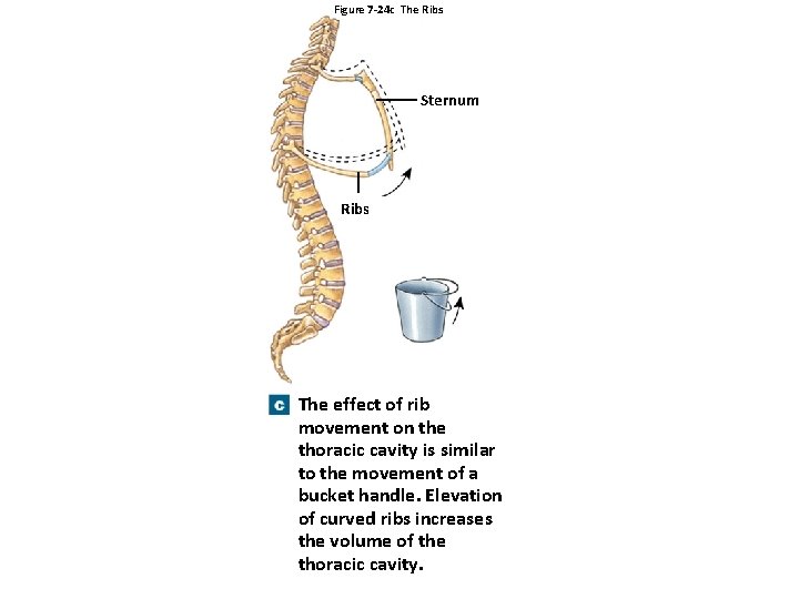 Figure 7 -24 c The Ribs Sternum Ribs The effect of rib movement on