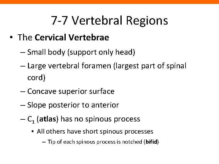 7 -7 Vertebral Regions • The Cervical Vertebrae – Small body (support only head)