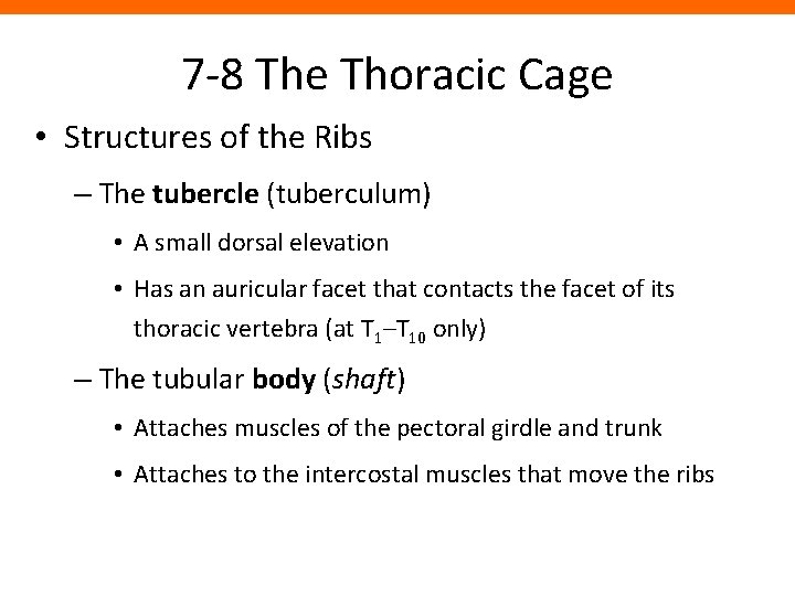 7 -8 The Thoracic Cage • Structures of the Ribs – The tubercle (tuberculum)