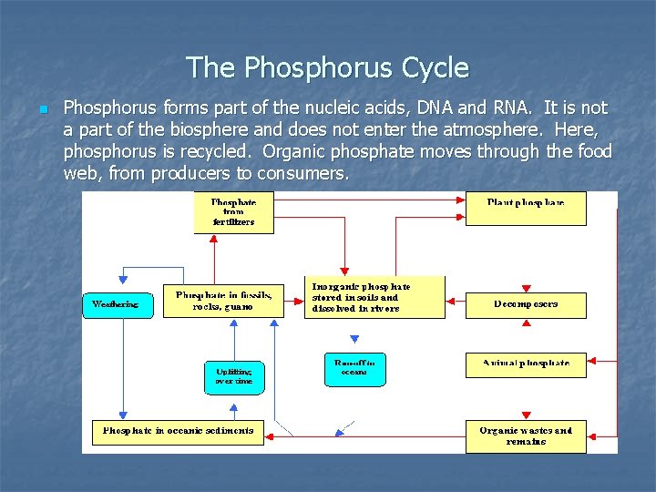 The Phosphorus Cycle n Phosphorus forms part of the nucleic acids, DNA and RNA.