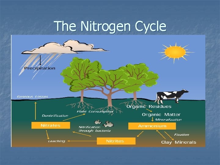 The Nitrogen Cycle 