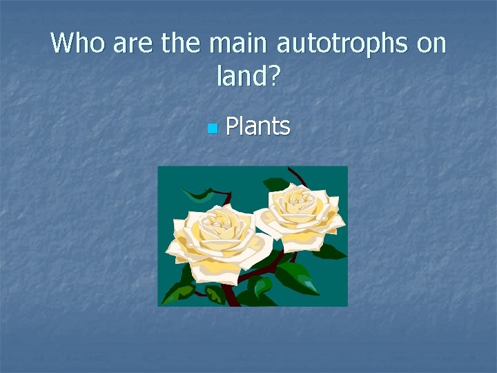 Who are the main autotrophs on land? n Plants 