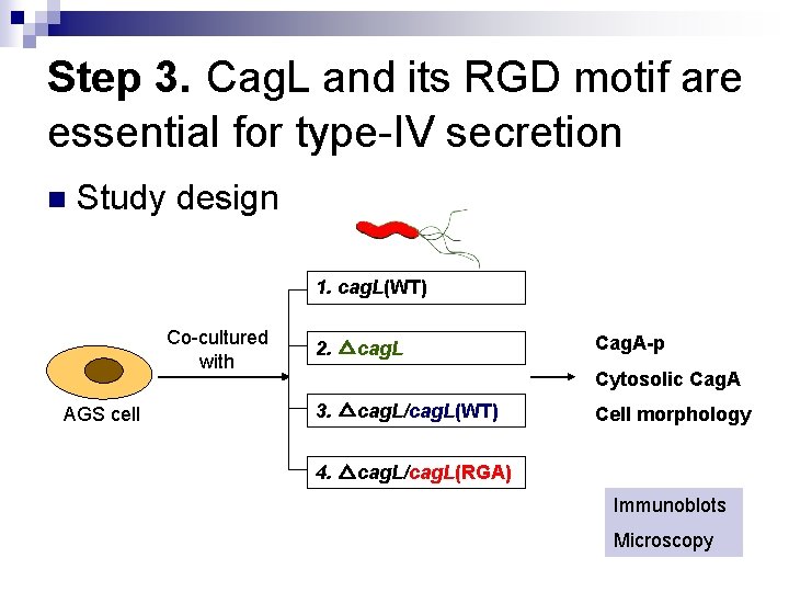 Step 3. Cag. L and its RGD motif are essential for type-IV secretion n