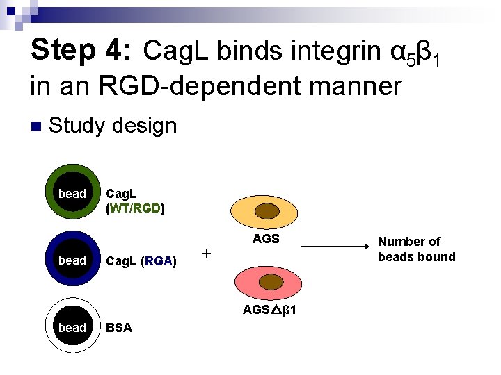 Step 4: Cag. L binds integrin α 5β 1 in an RGD-dependent manner n