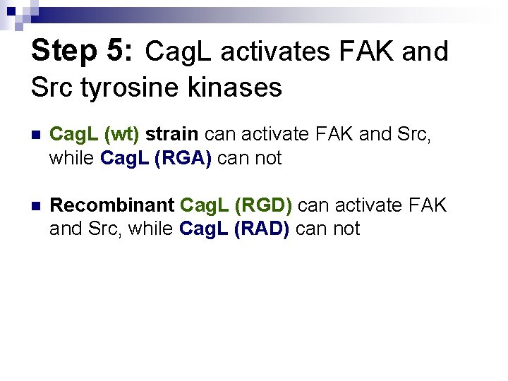 Step 5: Cag. L activates FAK and Src tyrosine kinases n Cag. L (wt)