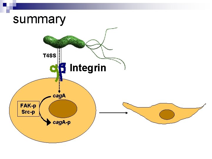 summary T 4 SS Integrin cag. A FAK-p Src-p cag. A-p 