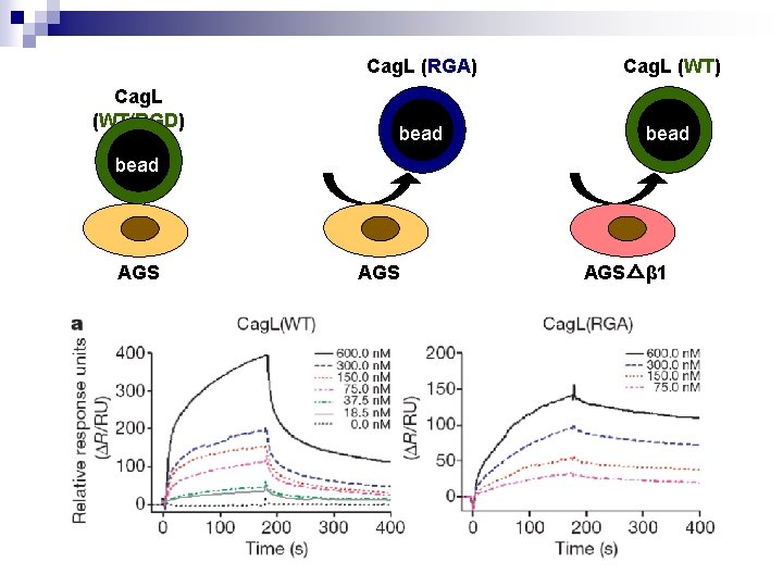 Cag. L (WT/RGD) Cag. L (RGA) Cag. L (WT) bead AGS AGS△β 1 