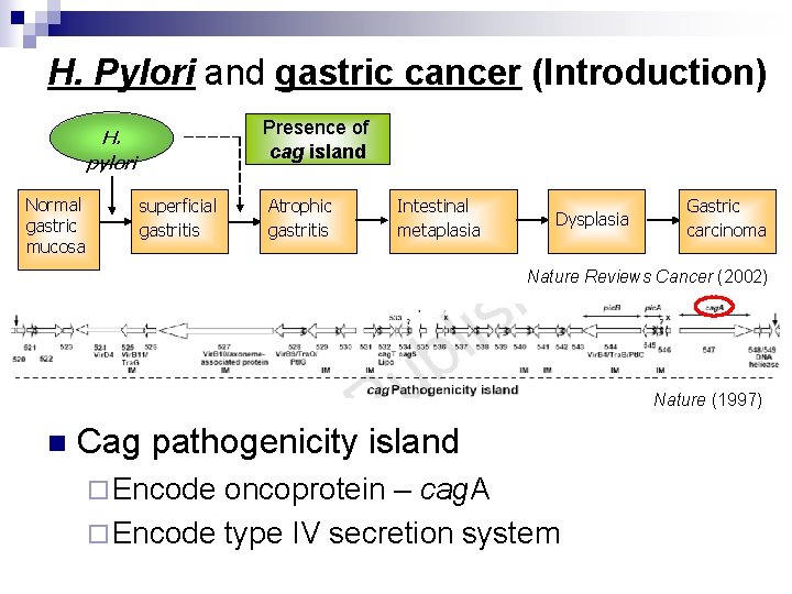 H. Pylori and gastric cancer (Introduction) Presence of cag island H. pylori Normal gastric