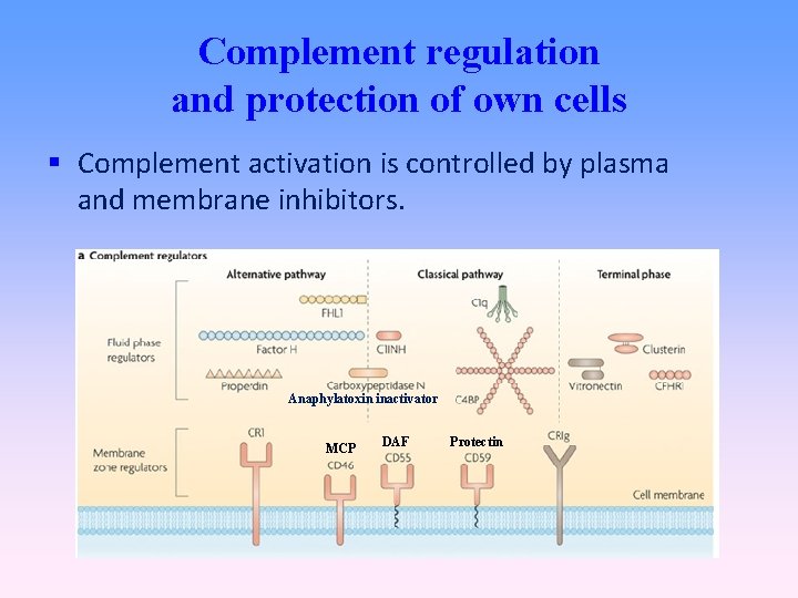 Complement regulation and protection of own cells Complement activation is controlled by plasma and