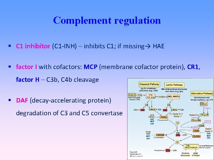 Complement regulation C 1 inhibitor (C 1 -INH) – inhibits C 1; if missing→