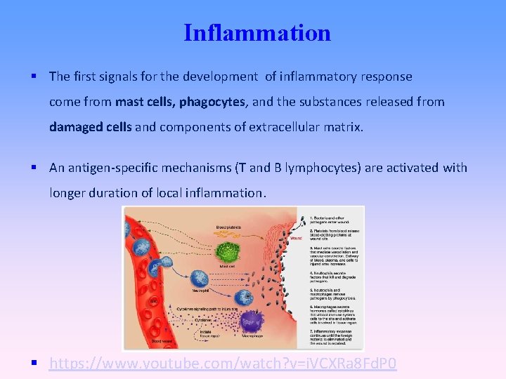 Inflammation The first signals for the development of inflammatory response come from mast cells,