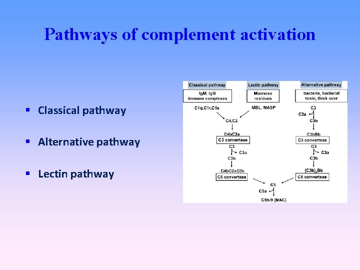Pathways of complement activation Classical pathway Alternative pathway Lectin pathway 