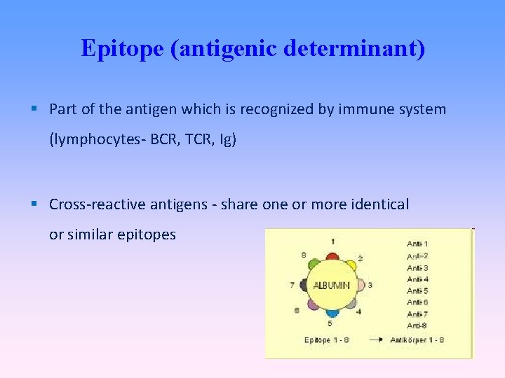 Epitope (antigenic determinant) Part of the antigen which is recognized by immune system (lymphocytes-