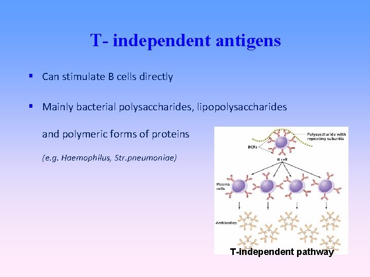 T- independent antigens Can stimulate B cells directly Mainly bacterial polysaccharides, lipopolysaccharides and polymeric