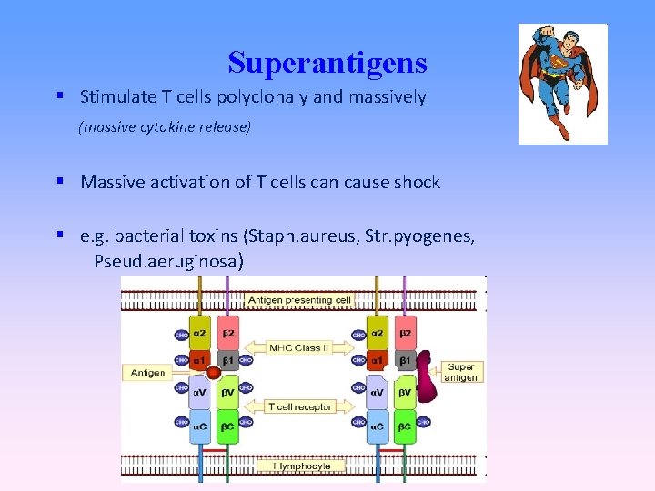 Superantigens Stimulate T cells polyclonaly and massively (massive cytokine release) Massive activation of T