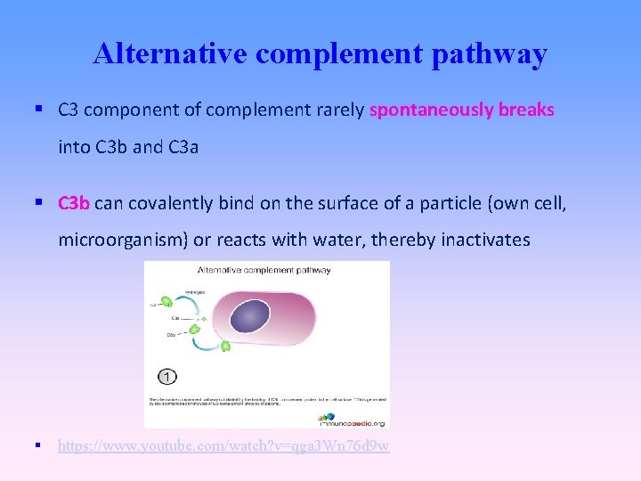 Alternative complement pathway C 3 component of complement rarely spontaneously breaks into C 3