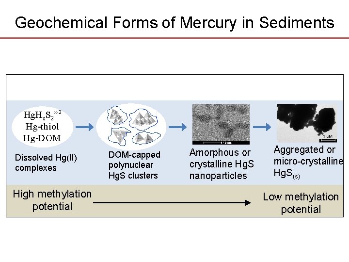 Geochemical Forms of Mercury in Sediments Hg. Hx. S 2 x-2 Hg-thiol Hg-DOM Dissolved Geochemical Forms of Mercury in Sediments Hg. Hx. S 2 x-2 Hg-thiol Hg-DOM Dissolved