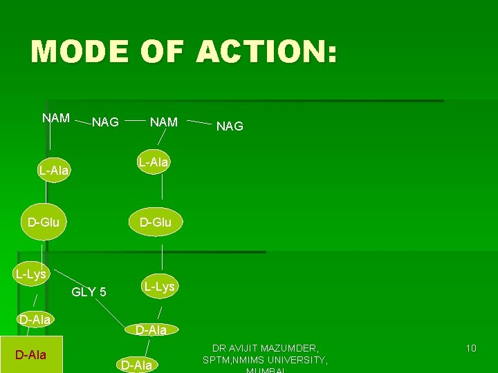 MODE OF ACTION: NAM NAG D-Glu L-Lys GLY 5 D-Ala NAG L-Ala D-Ala NAM
