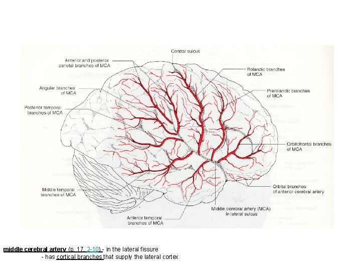 middle cerebral artery (p. 17, 2 -10) - in the lateral fissure - has