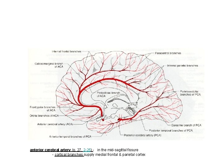 anterior cerebral artery (p. 27, 2 -25) - in the mid-sagittal fissure - cortical